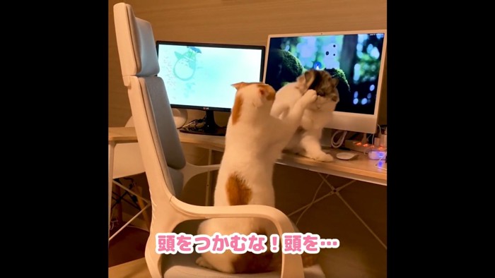 デスクの上にいる長毛猫の頭を叩く茶白猫を