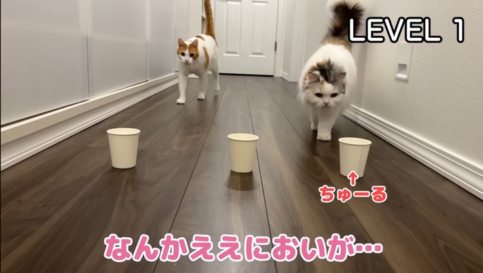 LEVEL1