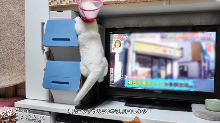 よじ登る猫