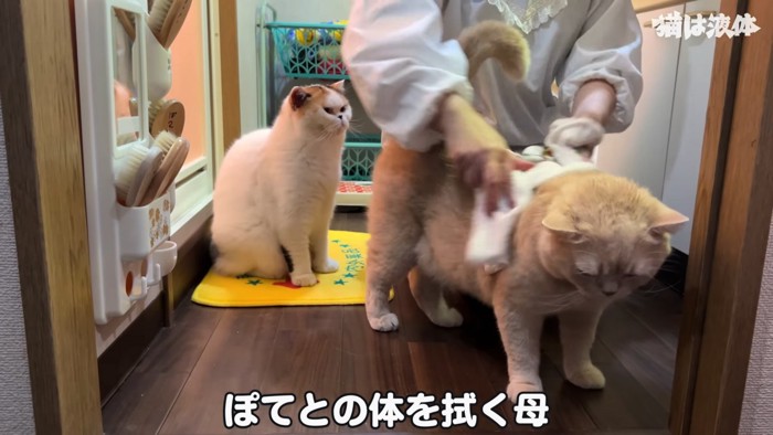 体を拭かれる茶色の猫