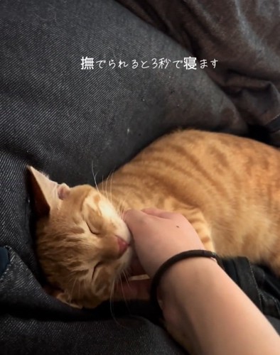 寝落ちするテトラくん