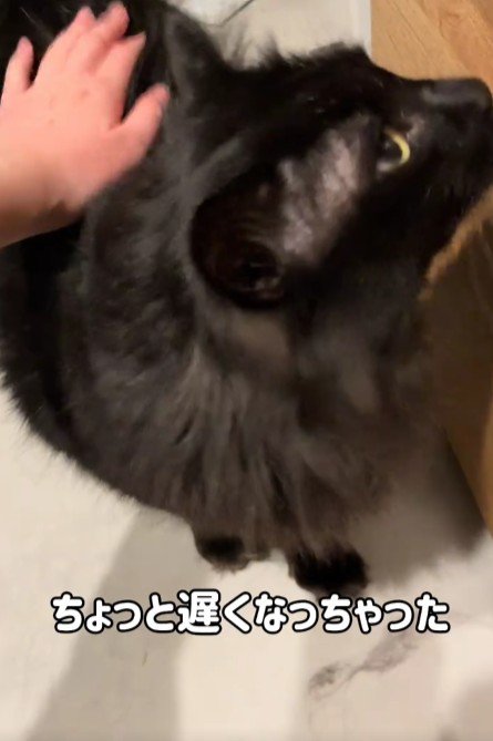 なでられる黒猫