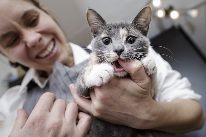 抱っこした女性の手を噛む猫