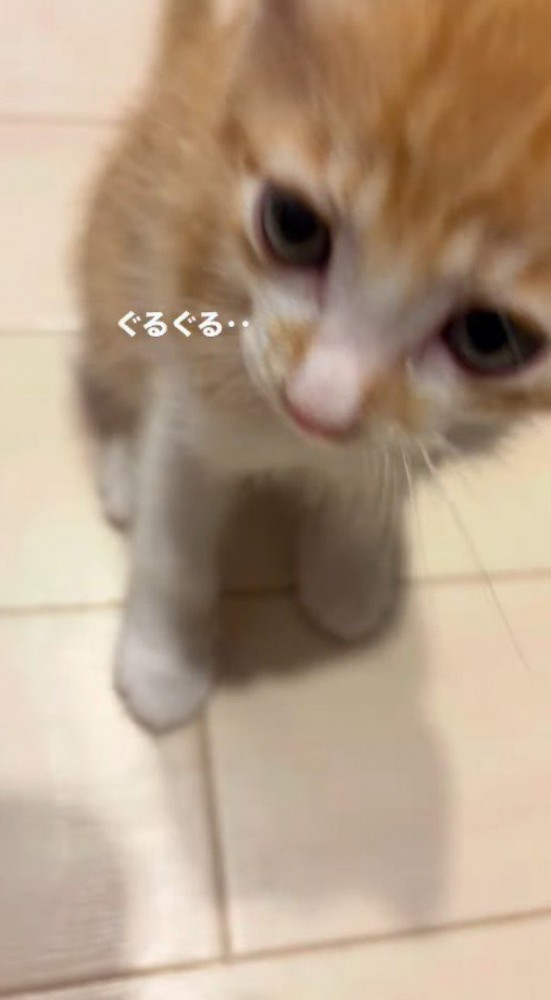 飼い主のそばで喉を鳴らす子猫
