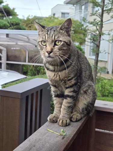 おすわりする猫