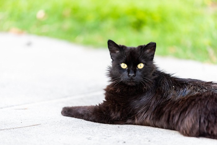 背中にフケのある黒猫