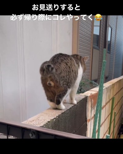 後ろ足をそろえる猫