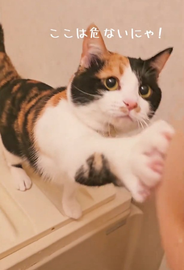 腕をちょんちょん触るマオマオちゃん