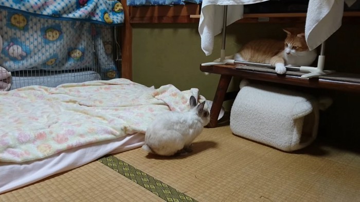 うさぎより高い場所にいる猫