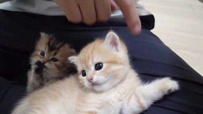 飼い主さんの膝でリラックスする2匹2