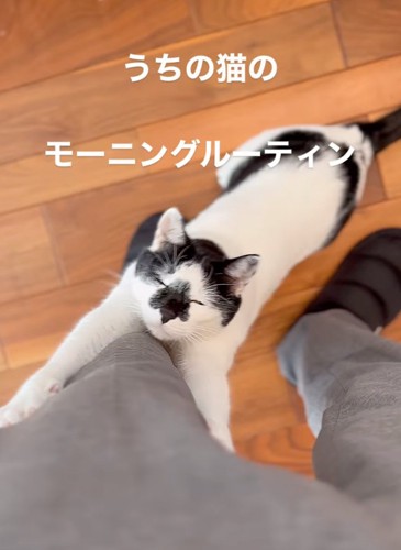 目を閉じる猫