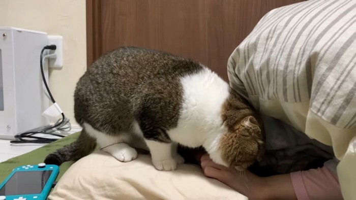 人の手の後に顔を近づける猫