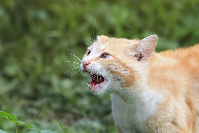 口を開けて情報収集している猫