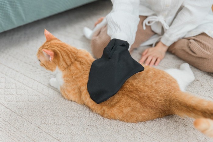 猫のグルーミング