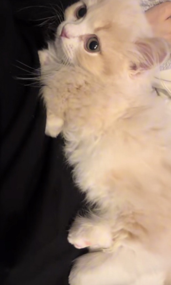 寝転がる猫の写真