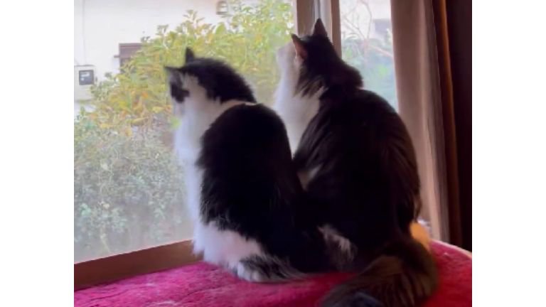 ニャルソックしていた猫たち