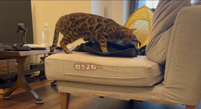 匂いを嗅ぐ猫