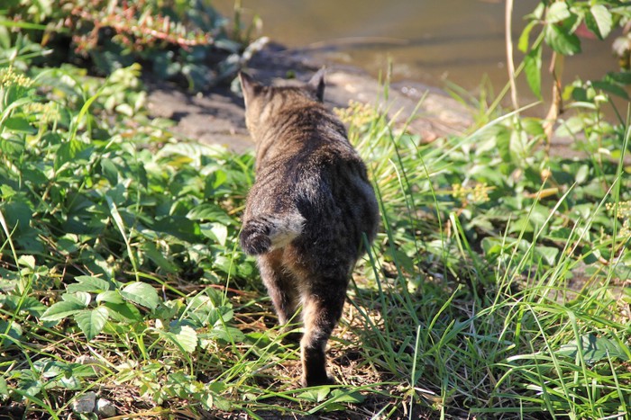 歩いていく猫の後ろ姿