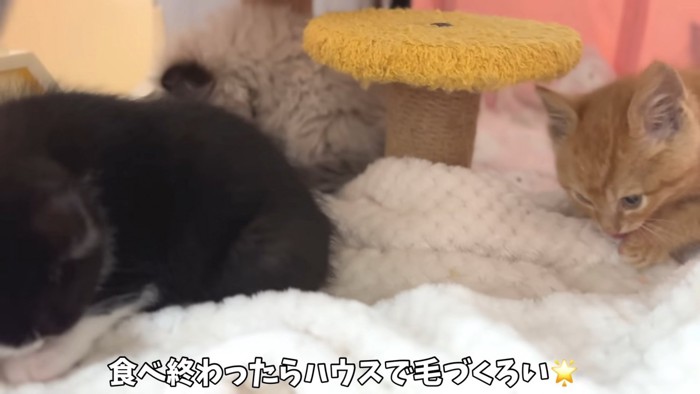 前足をなめる子猫