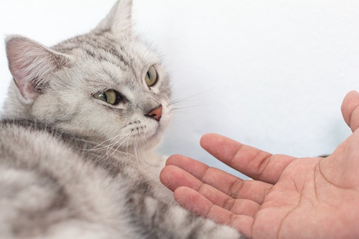 差し出される手に警戒する猫
