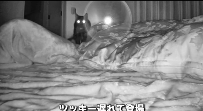 布団の上の猫