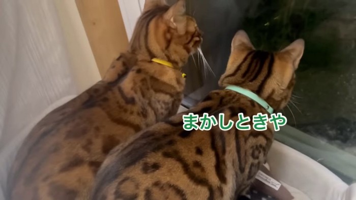 窓の外を見る2匹の猫