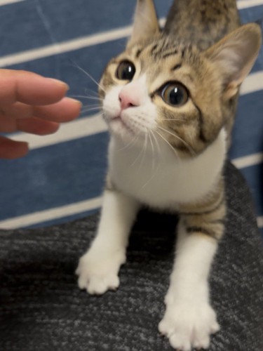 人の手に近づく猫