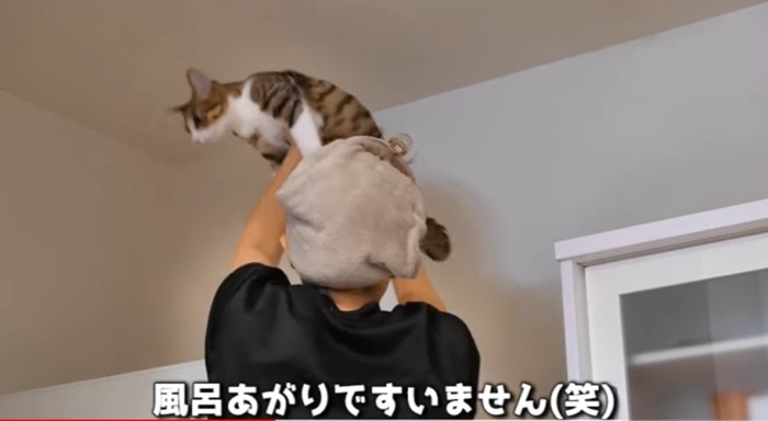 抱っこされる猫