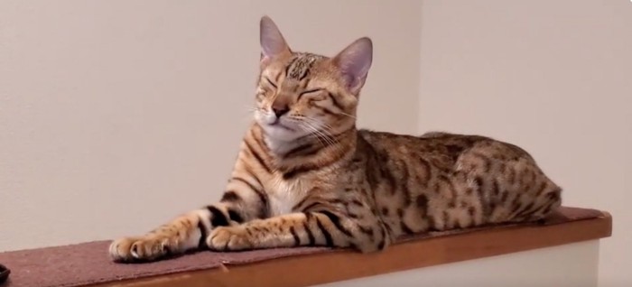 目を瞑る猫