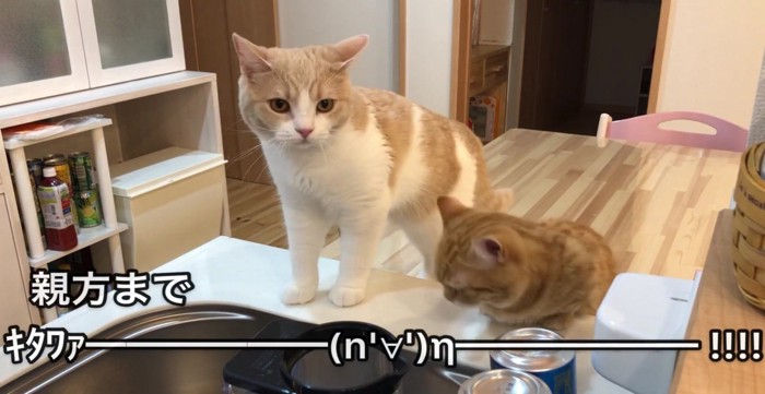 洗い物を見つめるぷてぃこさんとちょみーさん