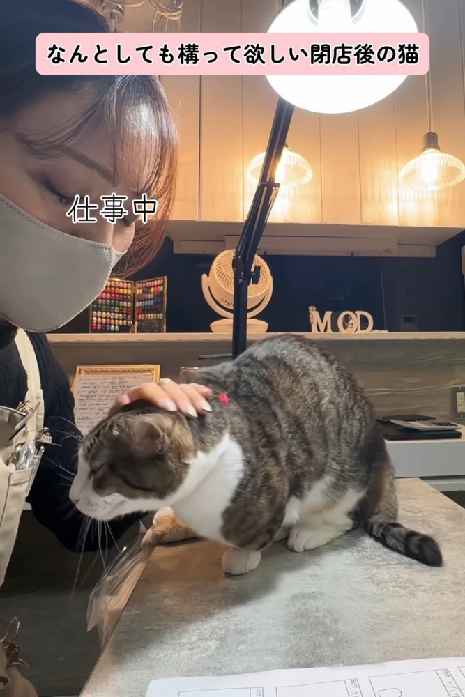 頭をなでられる猫