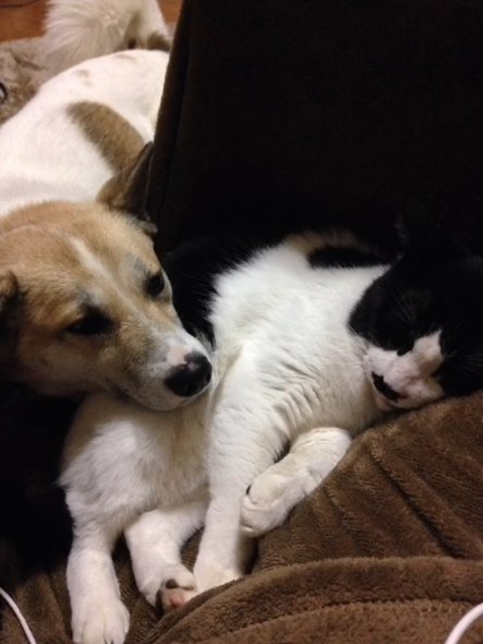 白黒猫にアゴを乗せている犬