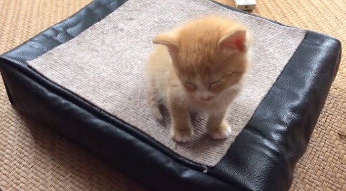 うとうとする子猫
