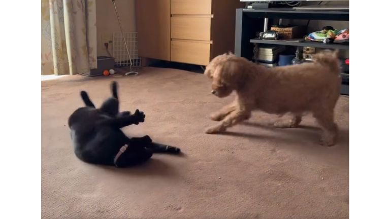 室内にいる猫と犬
