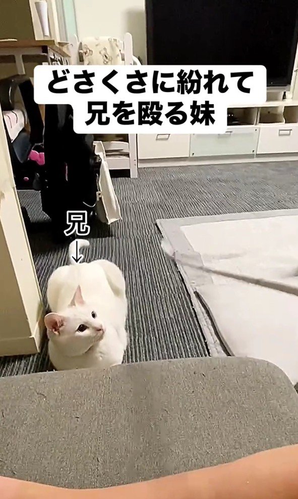 おもちゃを見つめる幸吉くん