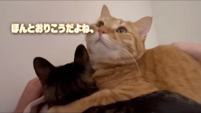 飼い主に撫でられて上を見上げる茶トラ猫