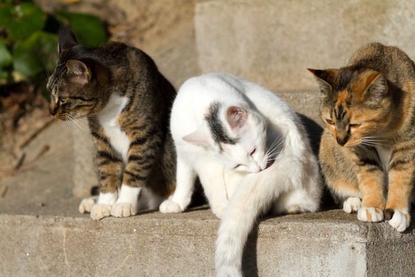 3匹目の猫をお迎えする時、注意したい７つの事 | ねこちゃんホンポ