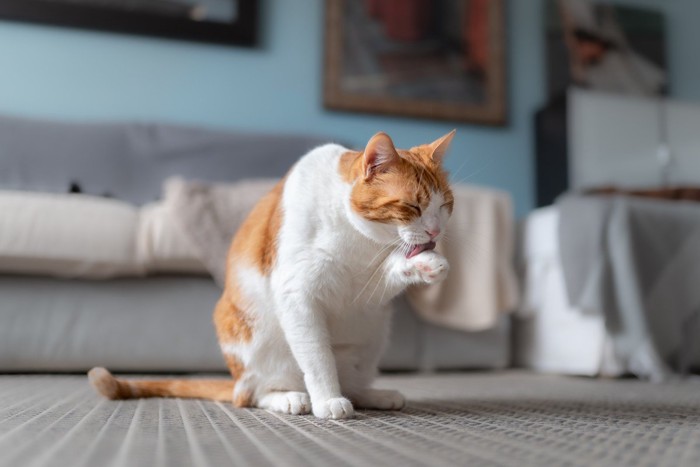 毛づくろいする猫