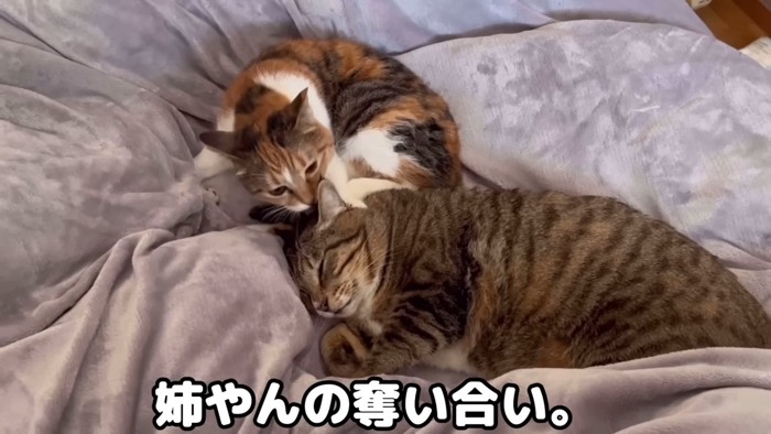 2匹の猫