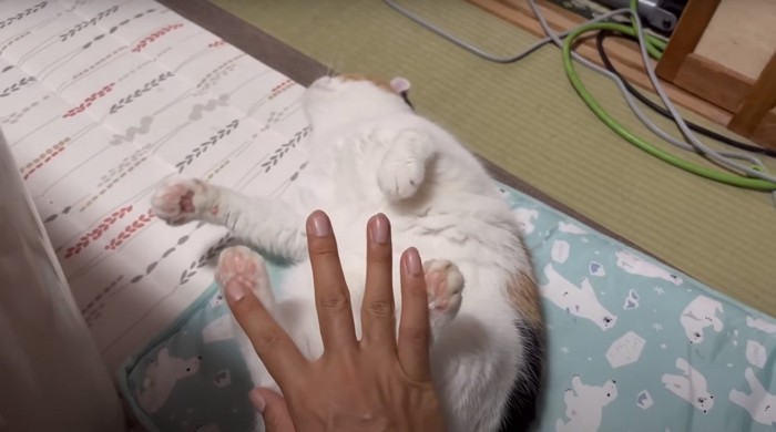 後ろ足でつっぱる猫