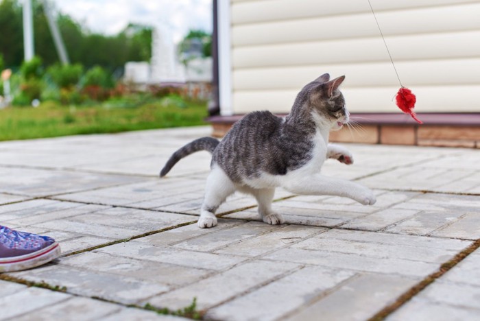 おもちゃを追いかける猫