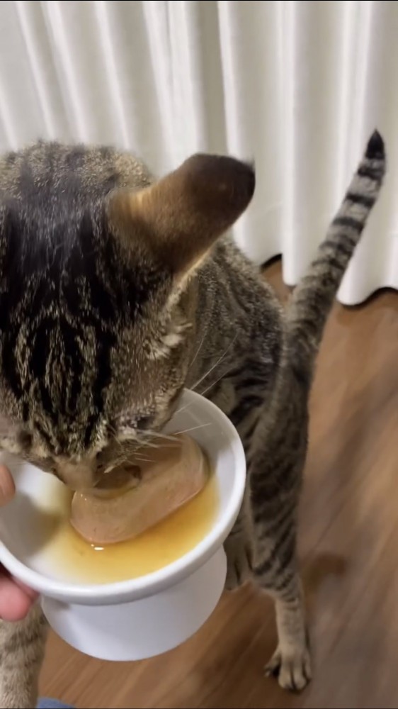 ご飯を食べる猫