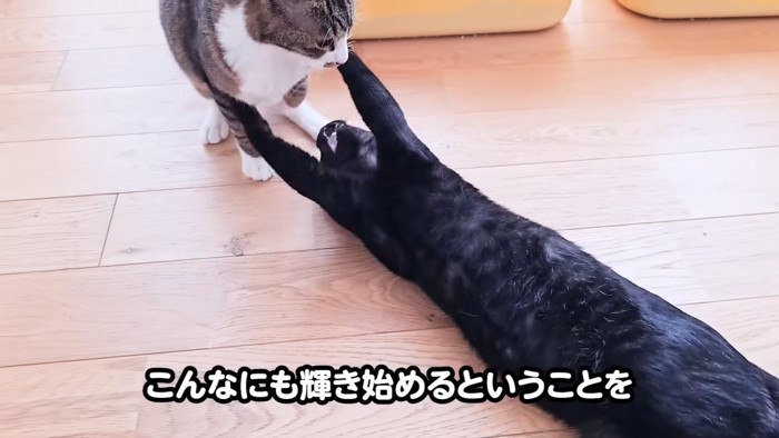 仰向けの猫