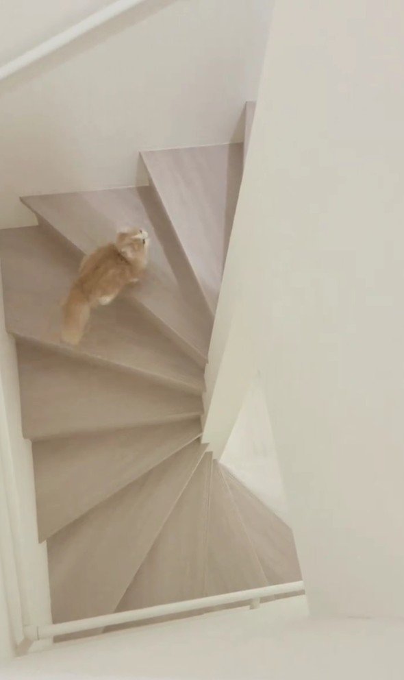階段を駆け上がる猫