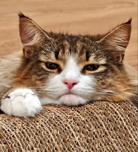 見つめる猫