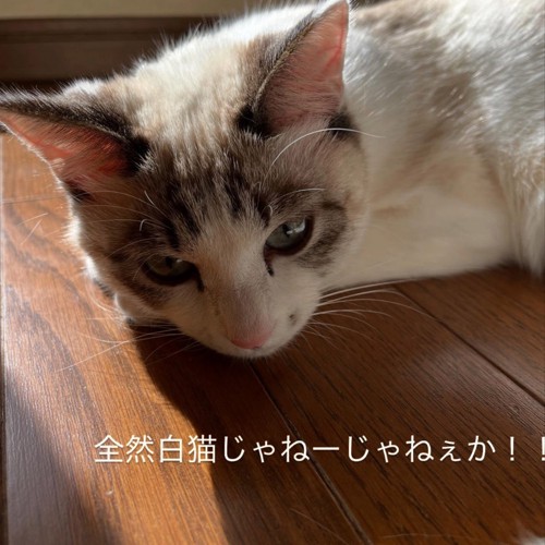 顔に黒い毛が生え始める