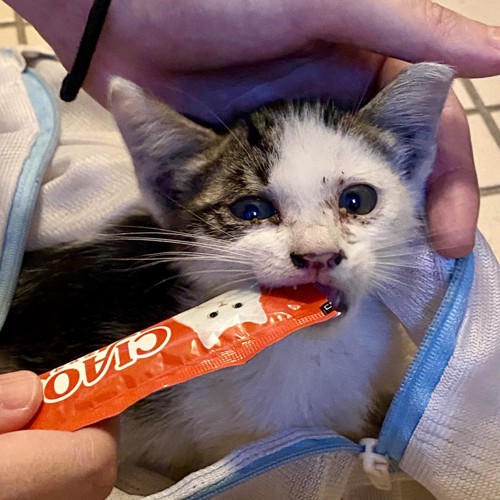 おやつを食べる子猫