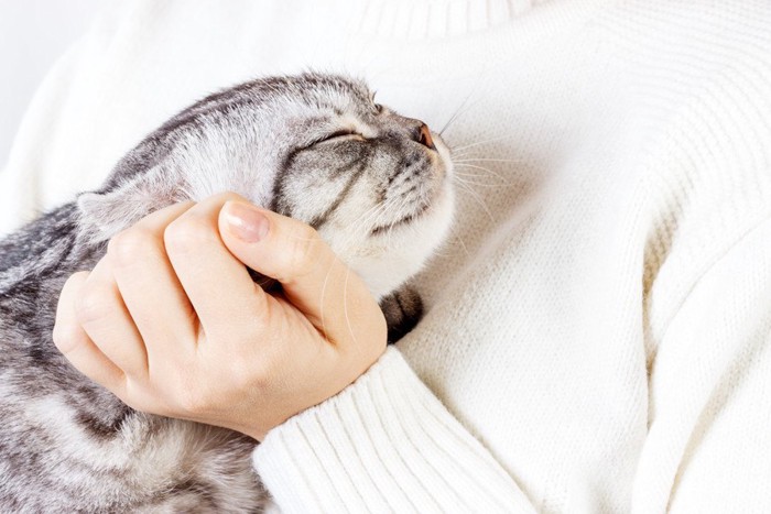 幸せそうな猫