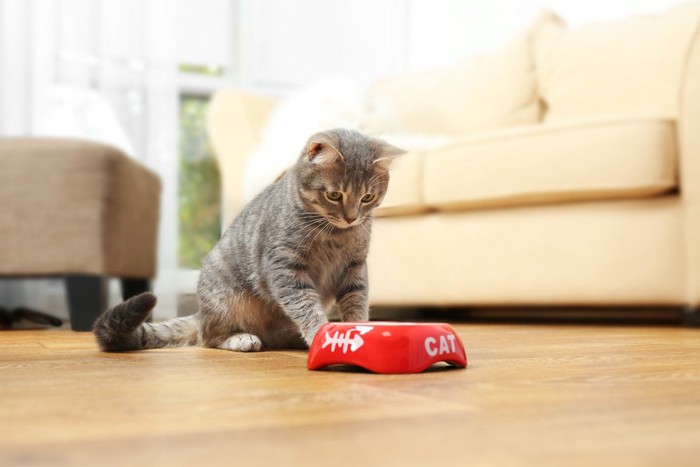 見ているだけで食べない猫