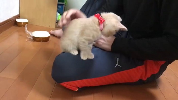 飼い主の膝の上に乗っている子猫